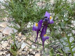 פשתנית ססגונית - צילום של אלחי47 - למטייל בישראל (טיולי) 2