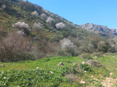 שקד מצוי - צילום של Iddo_3270859 - למטייל בישראל (טיולי) 3