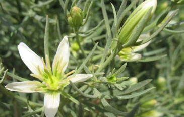שבר לבן (2)