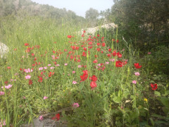 נורית אסיה - צילום של Iddo_3270859 - למטייל בישראל (טיולי)