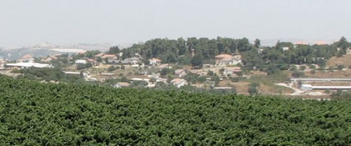 יקב דלתון (1)
