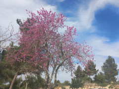 כליל החורש - צילום של Iddo_3270859 - למטייל בישראל (טיולי) 3