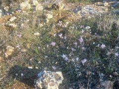 סתוונית היורה - צילום של Iddo_3270859 - למטייל בישראל (טיולי) 3