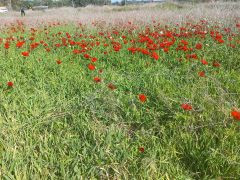 כלנית מצויה - צילום של Iddo_3270859 - למטייל בישראל (טיולי)