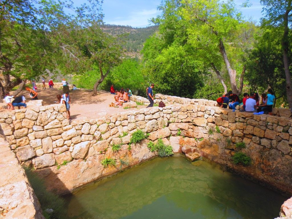 הסטף בהרי ירושלים