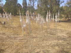 חצב מצוי - צילום של Iddo_3270859 - למטייל בישראל (טיולי)