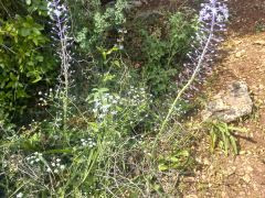 בן-חצב יקינתוני - צילום של Iddo_3270859 - למטייל בישראל (טיולי)