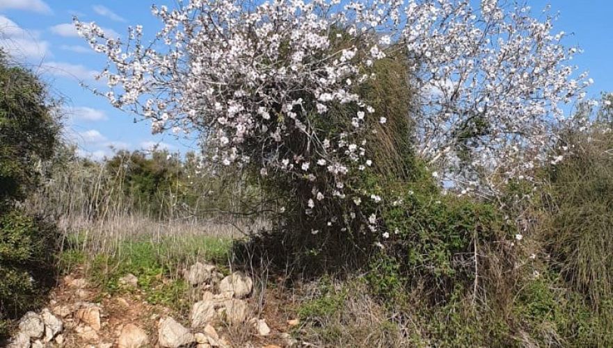 שקדיות פורחות ליד מצפה הדר, צילום: שלומי אפללו