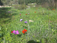 כלנית מצויה - צילום של Iddo_3270859 - למטייל בישראל (טיולי) 7
