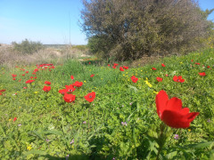 כלנית מצויה - צילום של Iddo_3270859 - למטייל בישראל (טיולי) 5