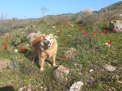 כלנית מצויה - צילום של Iddo_3270859 - למטייל בישראל (טיולי) 6