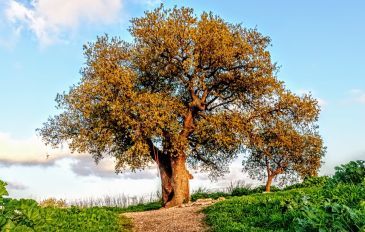 האלון הבודד: פרדס חנה כרכור (2)