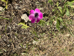 כלנית מצויה - צילום של אלחי47 - למטייל בישראל (טיולי)