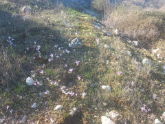 סתוונית היורה - צילום של Iddo_3270859 - למטייל בישראל (טיולי) 5