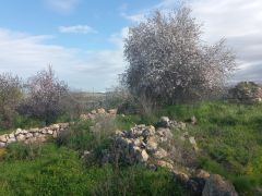 שקד מצוי - צילום של Iddo_3270859 - למטייל בישראל (טיולי) 3