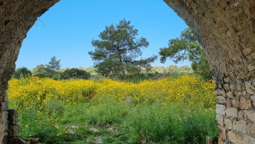 רמת הנדיב (1)