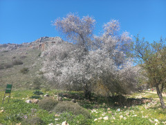 שקד מצוי - צילום של Iddo_3270859 - למטייל בישראל (טיולי) 3