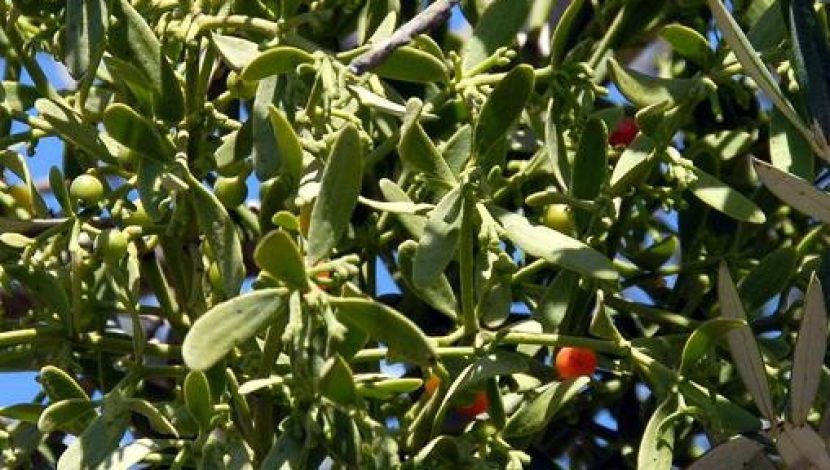 דבקון הזית (1)