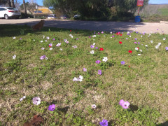 כלנית מצויה - צילום של Iddo_3270859 - למטייל בישראל (טיולי)