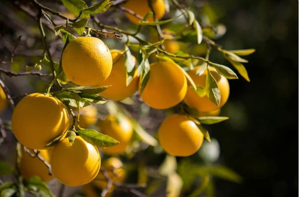 בלב הפרדסים של עמק חפר | צילום: באדיבות קטיף בעמק