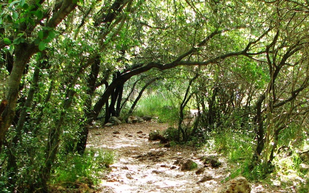 תמונה מתוך תוכן באתר למטייל בישראל (טיולי)