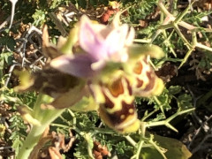 דבורנית גדולה - צילום של אלחי47 - למטייל בישראל (טיולי) 2
