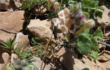 קערורית נאדית (2)