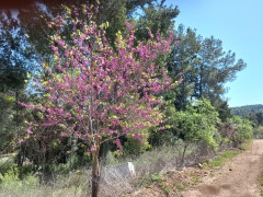 כליל החורש - צילום של Iddo_3270859 - למטייל בישראל (טיולי) 2
