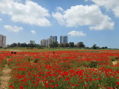 פרג אגסי - צילום של אוהבת הארץ - למטייל בישראל (טיולי) 4