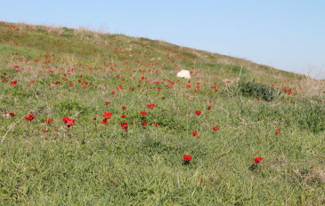 סיור פריחות בעמק האלה (3)