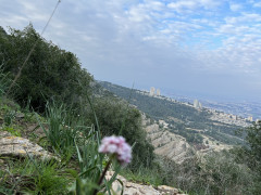 ולריינה איטלקית - צילום של אלחי47 - למטייל בישראל (טיולי) 3