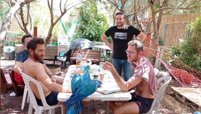 הכירו את קוקי - דום בצל הזית: חופשה בסטייל ברמת הגולן (1)