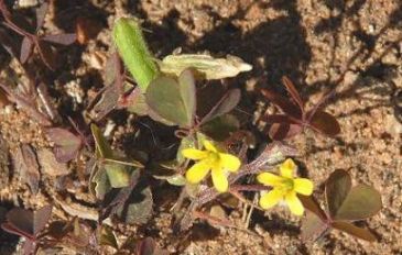 חמציץ קטן (3)