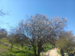 שקד מצוי - צילום של Iddo_3270859 - למטייל בישראל (טיולי) 2