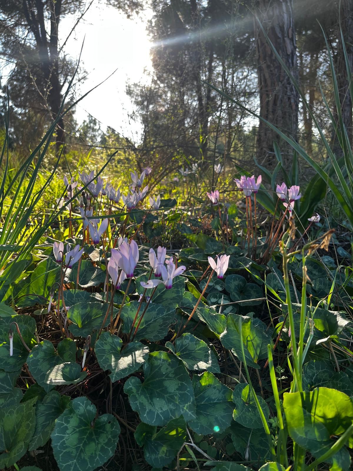 פריחת רקפות ביער ראש העין. צילום: אביב בצון