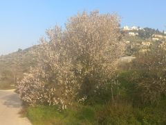 שקד מצוי - צילום של Iddo_3270859 - למטייל בישראל (טיולי)
