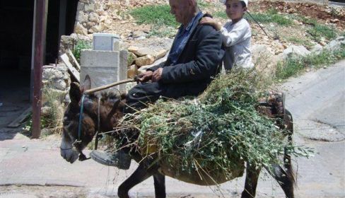 תמונה של יאנוח: נגיעות קטנות של יופי - למטייל בישראל (טיולי)