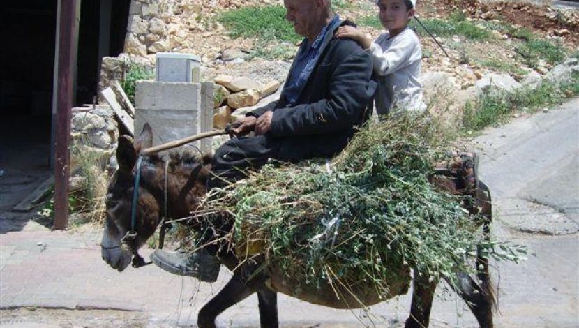 חמור בכפר - יאנוח: נגיעות קטנות של יופי (1)