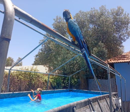 תמונה של דום בצל הזית: חופשה בסטייל ברמת הגולן - למטייל בישראל (טיולי)