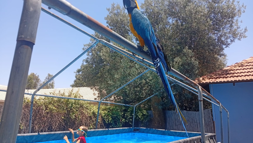 דום בצל הזית: חופשה בסטייל ברמת הגולן (1)