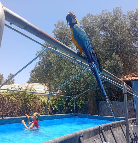 תמונה של דום בצל הזית: חופשה בסטייל ברמת הגולן - למטייל בישראל (טיולי)
