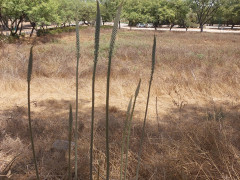 חצב מצוי - צילום של אוהבת הארץ - למטייל בישראל (טיולי) 6