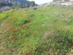 כלנית מצויה - צילום של Iddo_3270859 - למטייל בישראל (טיולי) 3