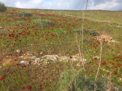 נורית אסיה - צילום של Iddo_3270859 - למטייל בישראל (טיולי) 2