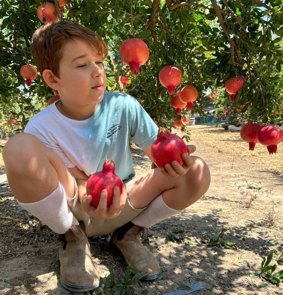 תמונה של מצפון ועד דרום: אטרקציות לסוכות לכל המשפחה - למטייל בישראל (טיולי)
