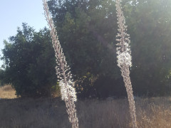 חצב מצוי - צילום של arbeladina - למטייל בישראל (טיולי)