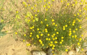 אהרונסוניית פקטורובסקי - אהרונסוניית פקטורי (2)