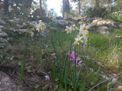 נרקיס מצוי - צילום של Iddo_3270859 - למטייל בישראל (טיולי) 3