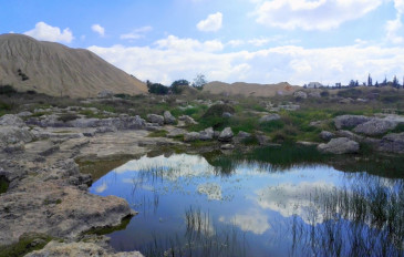 פריחת נוריות במים בבריכת צרטה - יער קולה ובריכת צרטה (2)