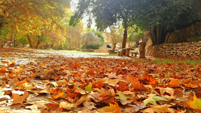 שלכת בגן לאומי עין חמד 26.11.17 - גן לאומי עין חמד (1)